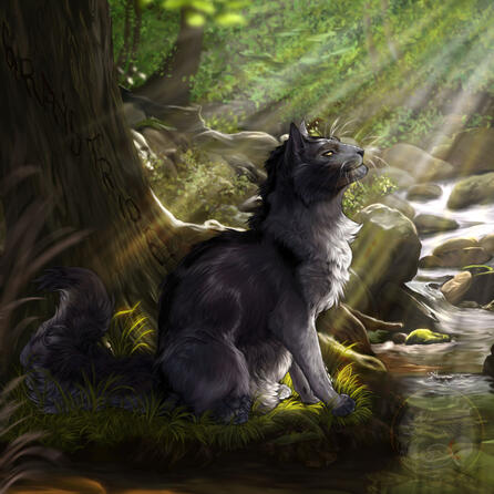 gray cat by a stream