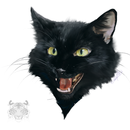 black cat - study